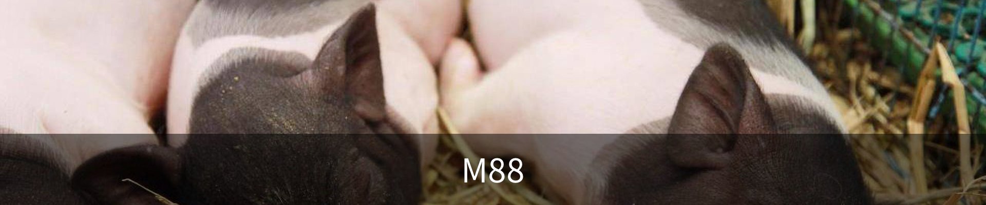 M88